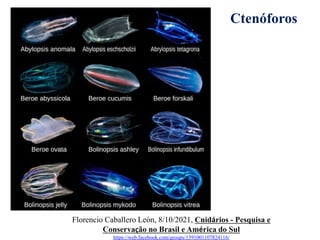 Florencio Caballero León, 8/10/2021, Cnidários - Pesquisa e
Conservação no Brasil e América do Sul
https://web.facebook.com/groups/1391001107824116/
Ctenóforos
 
