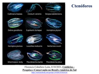 Florencio Caballero León, 8/10/2021, Cnidários -
Pesquisa e Conservação no Brasil e América do Sul
https://web.facebook.com/groups/1391001107824116/
Ctenóforos
 
