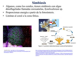 • Algunos, como los corales, tienen simbiosis con algas
dinoflageladas llamadas zooxantelas, Symbiodinium sp.
• Proporcionan energía a partir de la fotosíntesis.
• Limitan al coral a la zona fótica.
Euphyllia divisa, vojce, https://es.123rf.com/imagenes-de-
archivo/zooxantelas.html?oriSearch=zooantelas&sti=n9mxmhxqdqsd61unk5|
&mediapopup=150000555
Simbiosis
https://www.bing.com/images/search?view=detailV2&ccid=9dTp0zsP&id=F4742817E55B489136EACEF
F1CFAD5DFFBB74320&thid=OIP.9dTp0zsPNVxk7RI6PIulvwHaFR&mediaurl=https%3a%2f%2fcdn4.d
ogonews.com%2fimages%2f7462a6fe-991a-46f2-9085-
ff1dbda63c34%2f20130712_figure2_english.jpg&exph=1275&expw=1789&q=Symbiodinium&simid=608
040204018320823&ck=88155B8C633B5BF0126131284FBC1899&selectedIndex=28&FORM=IRPRST&
ajaxhist=0
 