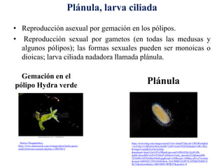 Plánula, larva ciliada
• Reproducción asexual por gemación en los pólipos.
• Reproducción sexual por gametos (en todas las medusas y
algunos pólipos); las formas sexuales pueden ser monoicas o
dioicas; larva ciliada nadadora llamada plánula.
https://www.bing.com/images/search?view=detailV2&ccid=CRGiRw4q&id
=A1FA821514B9AEE4DA28ADF723697AA6559203D2&thid=OIP.CRGi
Rw4qmVwaSdKThANu5wHaE-
&mediaurl=https%3a%2f%2ffthmb.tqn.com%2fHLI2Hy32jy8UZK-
dgMLcbmxd88s%3d%2f768x0%2ffilters%3ano_upscale()%2fplanulaPR-
5829d4013df78c6f6ae44a9d.jpg&exph=430&expw=640&q=pl%c3%a1nula
&simid=608050215501826402&ck=36A7BBB1562B73C42996D784DF14
BC32&selectedIndex=0&FORM=IRPRST&ajaxhist=0
Plánula
, Rattiya Thongdumhyu,
https://www.shutterstock.com/es/image-photo/hydra-genus-
small-freshwater-animals-phylum-1188979672
Gemación en el
pólipo Hydra verde
 