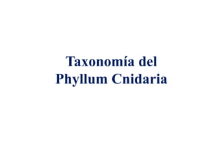Taxonomía del
Phyllum Cnidaria
 