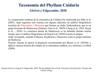 Taxonomía del Phyllum Cnidaria
Gonzalo Girivet y Gregory D. Edgecombe. 2020. The Invertebrate Tree of Life. Princeton University Press. Priceton and
Oxford. 589 pp
La comprensión moderna de la sistemática de Cnidaria fue sintetizada por Daly et al.
(2007). Aquí seguimos este sistema con algunas adiciones de análisis filogenéticos
recientes de Polypodium y Myxozoa, que forman un clado, Endocnidozoa, que es un
grupo hermano de Medusozoa (Jiménez- Guri et al., 2007b; Chang et al., 2015; Kayal
et al. ., 2018). La estructura dentro de Medusozoa se ha debatido durante mucho
tiempo, pero el análisis filogenómico de Kayal et al. (2018) rescata el antiguo
clado Acraspeda, uniendo Cubozoa, Scyphozoa y Staurozoa como el grupo hermano
de Hydrozoa.
Nuestro sistema se parece al propuesto recientemente por Brusca et al. (2016b), y
dada la extensa historia del estudio de la sistemática cnidaria, nos referimos a Collins
(2009).
Girivet y Edgecombe, 2020
 