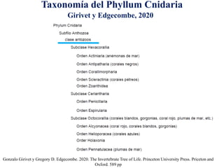 Taxonomía del Phyllum Cnidaria
Gonzalo Girivet y Gregory D. Edgecombe. 2020. The Invertebrate Tree of Life. Princeton University Press. Priceton and
Oxford. 589 pp
Girivet y Edgecombe, 2020
 