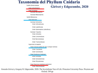 Taxonomía del Phyllum Cnidaria
Gonzalo Girivet y Gregory D. Edgecombe. 2020. The Invertebrate Tree of Life. Princeton University Press. Priceton and
Oxford. 589 pp
Girivet y Edgecombe, 2020
 