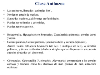 • Los antozoos, llamados “animales flor”.
• No tienen estado de medusa.
• Son todos marinos, a diferentes profundidades.
• Pueden ser solitarios o coloniales.
• Pueden tener esqueleto.
• Hexacorallia, Hexacorales (o Zoantarios, Zoantharia): anémonas, corales duros
y otros.
• Ceriantipatarios, Ceriantipatharia, (anémonas tubo y corales espinosos).
Ambos tienen estructura hexámera (de seis o múltiplo de seis), o simetría
polímera, y tienen tentáculos tubulares simples que se disponen en uno o más
círculos alrededor del disco oral.
• Octocorales, Octocorallia (Alcionarios, Alcyonaria), comprenden a los corales
córneos y blandos como los abanicos de mar, plumas de mar, estructura
octámera
Clase Anthozoa
 