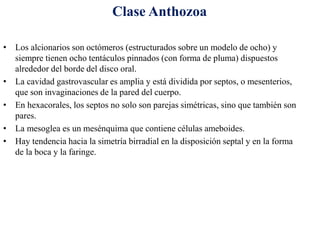 • Los alcionarios son octómeros (estructurados sobre un modelo de ocho) y
siempre tienen ocho tentáculos pinnados (con forma de pluma) dispuestos
alrededor del borde del disco oral.
• La cavidad gastrovascular es amplia y está dividida por septos, o mesenterios,
que son invaginaciones de la pared del cuerpo.
• En hexacorales, los septos no solo son parejas simétricas, sino que también son
pares.
• La mesoglea es un mesénquima que contiene células ameboides.
• Hay tendencia hacia la simetría birradial en la disposición septal y en la forma
de la boca y la faringe.
Clase Anthozoa
 