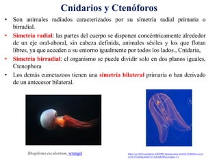 • Son animales radiados caracterizados por su simetría radial primaria o
birradial.
• Simetría radial: las partes del cuerpo se disponen concéntricamente alrededor
de un eje oral-aboral, sin cabeza definida, animales sésiles y los que flotan
libres, ya que acceden a su entorno igualmente por todos los lados., Cnidaria,
• Simetría birradial: el organismo se puede dividir solo en dos planos iguales,
Ctenophora
• Los demás eumetazoos tienen una simetría bilateral primaria o han derivado
de un antecesor bilateral.
Cnidarios y Ctenóforos
Rhopilema esculentum, wrangel https://es.123rf.com/photo_2262909_luminiscentes-cten%C3%B3foro-en-el-
oc%C3%A9ano.html?vti=m4zrd63l0xyx1eqkec-1-1
 