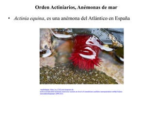 • Actinia equina, es una anémona del Atlántico en España
Orden Actiniarios, Anémonas de mar
tonobalaguer, https://es.123rf.com/imagenes-de-
archivo/actinia.html?oriSearch=transverse+section+at+level+of+manubrium+caribdea+marsupialis&sti=nr80p19vjhetc
mctyu|&mediapopup=109673531
 