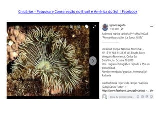 Cnidários - Pesquisa e Conservação no Brasil e América do Sul | Facebook
 