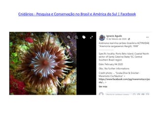 Cnidários - Pesquisa e Conservação no Brasil e América do Sul | Facebook
 