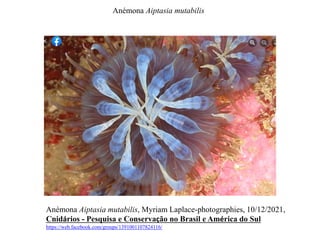 Anémona Aiptasia mutabilis, Myriam Laplace-photographies, 10/12/2021,
Cnidários - Pesquisa e Conservação no Brasil e América do Sul
https://web.facebook.com/groups/1391001107824116/
Anémona Aiptasia mutabilis
 