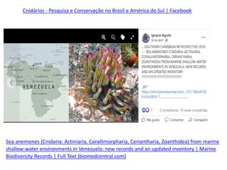Sea anemones (Cnidaria: Actiniaria, Corallimorpharia, Ceriantharia, Zoanthidea) from marine
shallow-water environments in Venezuela: new records and an updated inventory | Marine
Biodiversity Records | Full Text (biomedcentral.com)
Cnidários - Pesquisa e Conservação no Brasil e América do Sul | Facebook
 