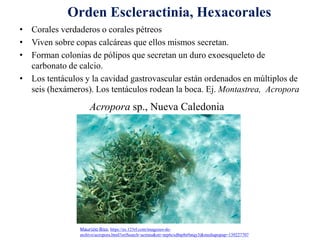 • Corales verdaderos o corales pétreos
• Viven sobre copas calcáreas que ellos mismos secretan.
• Forman colonias de pólipos que secretan un duro exoesqueleto de
carbonato de calcio.
• Los tentáculos y la cavidad gastrovascular están ordenados en múltiplos de
seis (hexámeros). Los tentáculos rodean la boca. Ej. Montastrea, Acropora
Orden Escleractinia, Hexacorales
Maurizio Biso, https://es.123rf.com/imagenes-de-
archivo/acropora.html?oriSearch=actinia&sti=nrp6cxdhtp8n9atqy3|&mediapopup=139227707
Acropora sp., Nueva Caledonia
 