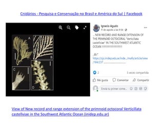 View of New record and range extension of the primnoid octocoral Verticillata
castellviae in the Southwest Atlantic Ocean (inidep.edu.ar)
Cnidários - Pesquisa e Conservação no Brasil e América do Sul | Facebook
 