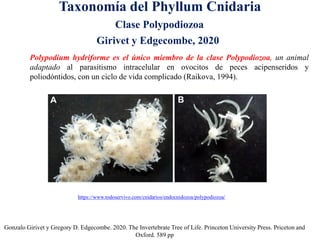 Taxonomía del Phyllum Cnidaria
Gonzalo Girivet y Gregory D. Edgecombe. 2020. The Invertebrate Tree of Life. Princeton University Press. Priceton and
Oxford. 589 pp
Polypodium hydriforme es el único miembro de la clase Polypodiozoa, un animal
adaptado al parasitismo intracelular en ovocitos de peces acipenseridos y
poliodóntidos, con un ciclo de vida complicado (Raikova, 1994).
Clase Polypodiozoa
Girivet y Edgecombe, 2020
https://www.todoservivo.com/cnidarios/endocnidozoa/polypodiozoa/
 