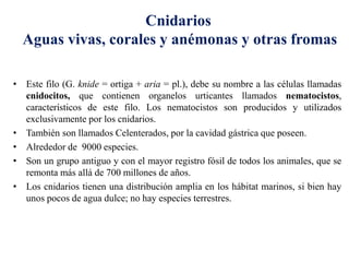 • Este filo (G. knide = ortiga + aria = pl.), debe su nombre a las células llamadas
cnidocitos, que contienen organelos urticantes llamados nematocistos,
característicos de este filo. Los nematocistos son producidos y utilizados
exclusivamente por los cnidarios.
• También son llamados Celenterados, por la cavidad gástrica que poseen.
• Alrededor de 9000 especies.
• Son un grupo antiguo y con el mayor registro fósil de todos los animales, que se
remonta más allá de 700 millones de años.
• Los cnidarios tienen una distribución amplia en los hábitat marinos, si bien hay
unos pocos de agua dulce; no hay especies terrestres.
Cnidarios
Aguas vivas, corales y anémonas y otras fromas
 