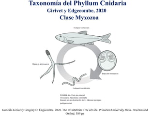 Taxonomía del Phyllum Cnidaria
Gonzalo Girivet y Gregory D. Edgecombe. 2020. The Invertebrate Tree of Life. Princeton University Press. Priceton and
Oxford. 589 pp
Clase Myxozoa
Girivet y Edgecombe, 2020
 