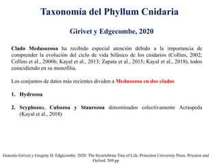 Taxonomía del Phyllum Cnidaria
Gonzalo Girivet y Gregory D. Edgecombe. 2020. The Invertebrate Tree of Life. Princeton University Press. Priceton and
Oxford. 589 pp
Clado Medusozooa ha recibido especial atención debido a la importancia de
comprender la evolución del ciclo de vida bifásico de los cnidarios (Collins, 2002;
Collins et al., 2006b; Kayal et al., 2013; Zapata et al., 2015; Kayal et al., 2018), todos
coincidiendo en su monofilia.
Los conjuntos de datos más recientes dividen a Medusozoa en dos clados
1. Hydrozoa
2. Scyphozoa, Cubozoa y Staurozoa denominados colectivamente Acraspeda
(Kayal et al., 2018)
Girivet y Edgecombe, 2020
 