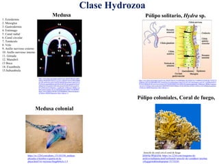 Clase Hydrozoa
https://www.bing.com/images/search?view=detailV2&ccid=zgllJ4
zS&id=06998569C85EFF1C1C53CC1BFE0F336A3C49EDA0&th
id=OIP.zgllJ4zSwLxQxCSnJZW20gHaDF&mediaurl=http%3A%2
F%2Fwww.puntaballena.org%2Fservlet%2Fcom.qportal.servlet.G
etHttpFile%3Ftypefile%3Di%26contentid%3D670%26version%3
D1%26filename%3Dgrafico_2.jpg&exph=250&expw=600&q=cav
idad+gastrovascular+de+la+medusa&simid=60801774120698051
5&ck=A4CE45BEE210F982276595086B66817E&selectedindex=
167&form=IRPRST&ajaxhist=0&vt=0&sim=11
1. Ectodermis
2. Mesoglea
3. Gastrodermis
4. Estómago
5. Canal radial
6. Canal circular
7. Tentáculo
8. Velo
9. Anillo nervioso externo
10. Anillo nervioso interno
11. Gónada
12. Manubril
13 Boca
14. Exumbrela
15.Subumbrela
https://www.bing.com/images/search?view=detailV2&ccid=9xiXJBNb&id=9619F49F22CC5AB86FEC03204F401754762751
2D&thid=OIP.9xiXJBNbdBS3SST1dzmONwAAAA&mediaurl=http%3A%2F%2F2.bp.blogspot.com%2F_SoN0RgyIxMw%
2FTLFC8fPpEnI%2FAAAAAAAAApw%2F7fLiMJcJ0MQ%2Fs1600%2Fcnidiaria.jpg&exph=340&expw=400&q=esquema
+de+p%c3%b3lipo+hidrozoo&simid=608030995546443506&ck=8C8FAE022DC2424D11230E1C334152B9&selectedindex
=97&form=IRPRST&ajaxhist=0&vt=0&sim=11
Medusa Pólipo solitario, Hydra sp.
Arrecife de coral con el coral de fuego
Jolanta Wojcicka, https://es.123rf.com/imagenes-de-
archivo/millepora.html?oriSearch=arrecife+de+coral&sti=ntsx6au
yifcgjjgirm|&mediapopup=51733241
Pólipo coloniales, Coral de fuego,
https://es.123rf.com/photo_131101336_medusa-
physalia-o-hombre-o-guerra-en-la-
playa.html?vti=mytzzayvbejg6h4u3s-1-5
Medusa colonial
 