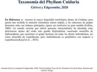 Taxonomía del Phyllum Cnidaria
Gonzalo Girivet y Gregory D. Edgecombe. 2020. The Invertebrate Tree of Life. Princeton University Press. Priceton and
Oxford. 589 pp
En Hidrozooa se muestra la mayor disparidad morfológica dentro de Cnidaria, pero
quizás han recibido la atención sistemática menos amplia, y las relaciones de grupos
hermanos entre sus órdenes principales siguen sin resolverse en gran medida (Collins,
2009). Un estudio reciente que utilizó genomas mitocondriales ha abordado estas
deficiencias dentro del clado más grande Hydroidolina, mostrando monofilia de
Siphonophora, que constituye el grupo hermano de todas las demás hidroidolinas, así
como monofilia de Leptothecata, pero Anthoathecata es parafilético con respecto a
Leptothecata (Kayal et al. ., 2015).
Girivet y Edgecombe, 2020
 