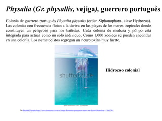Colonia de guerrero portugués Physalia physalis (orden Siphonophora, clase Hydrozoa).
Las colonias con frecuencia flotan a la deriva en las playas de los mares tropicales donde
constituyen un peligroso para los bañistas. Cada colonia de medusa y pólipo está
integrada para actuar como un solo individuo. Como 1,000 zooides se pueden encontrar
en una colonia. Los nematocistos segregan un neurotoxina muy fuerte.
Physalia (Gr. physallis, vejiga), guerrero portugués
De Nicolas Primola, https://www.shutterstock.com/es/image-illustration/portuguese-man-o-war-digital-illustration-1176607963
Hidrozoo colonial
 