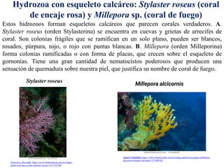 Estos hidrozoos forman esqueletos calcáreos que parecen corales verdaderos. A.
Stylaster roseus (orden Stylasterina) se encuentra en cuevas y grietas de arrecifes de
coral. Son colonias frágiles que se ramifican en un solo plano, pueden ser blancos,
rosados, púrpura, rojo, o rojo con puntas blancas. B. Millepora (orden Milleporina)
forma colonias ramificadas o con forma de placas, que crecen sobre el esqueleto de
gornonias. Tiene una gran cantidad de nematocistos poderosos que producen una
sensación de quemadura sobre nuestra piel, que justifica su nombre de coral de fuego.
Hydrozoa con esqueleto calcáreo: Stylaster roseus (coral
de encaje rosa) y Millepora sp. (coral de fuego)
Stylaster roseus
Francesco_Ricciardi, https://www.shutterstock.com/es/image-
photo/rose-lace-coral-stylaster-roseus-1317532706
Millepora alcicornis
Jesus Cobaleda, https://www.shutterstock.com/es/image-photo/sea-ginger-millepora-
alcicornis-bonaire-leeward-1751949182
 