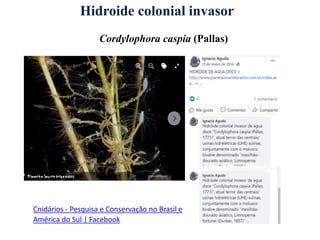 Cnidários - Pesquisa e Conservação no Brasil e
América do Sul | Facebook
Hidroide colonial invasor
Cordylophora caspia (Pallas)
 