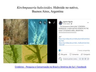 Kirchmpaueria halecioides, Hidroide no nativo,
Buenos Aires, Argentina
Cnidários - Pesquisa e Conservação no Brasil e América do Sul | Facebook
 