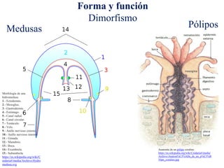 Forma y función
Dimorfismo
Anatomía de un pólipo coralino
https://es.wikipedia.org/wiki/Cnidaria#/media/
Archivo:Anatom%C3%ADa_de_un_p%C3%B
3lipo_coralino.jpg
Morfología de una
hidromedusa
1.- Ectodermis.
2.- Mesoglea.
3.- Gastrodermis.
4.- Estómago.
5.- Canal radial.
6.- Canal circular.
7.- Tentáculo.
8.- Velo.
9.- Anillo nervioso externo.
10.- Anillo nervioso interno.
11.- Gónada.
12.- Manubrio.
13.- Boca.
14.- Exumbrela.
15.- Subumbrela.
https://es.wikipedia.org/wiki/C
nidaria#/media/Archivo:Hydro
medusa.svg
Pólipos
Medusas
 