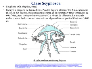 Clase Scyphozoa
• Scyphoza (Gr. skyphos, copa)
• Incluye la mayoría de las medusas. Pueden llegar a alcanzar los 2 m de diámetro
(Cyanea, Gr. kyanos, sustancia azul oscura), en la campana y tener tentáculos de
60 a 70 m, pero la mayoría no excede de 2 a 40 cm de diámetro. La mayoría
nadan o van a la deriva en el mar abierto, algunas hasta a profundidades de 3,000
m.
https://www.bing.com/images/search?view=detailV2&ccid=AHUfkx2k&id=E81D9836E2ACBF6BFC5241EC5D907448216166E3&thid=OIP.AHUfkx2kDVZdN
WdHaE0jJwHaE4&mediaurl=https%3a%2f%2fwww.anatomynote.com%2fwp-content%2fuploads%2f2019%2f09%2f13151%2fAurelia-medusa-cutaway-
diagram.jpg&exph=649&expw=985&q=aurelia+medusa+cutaway+&simid=608049554101700616&ck=989DD7B31D7BAF71A15D695832CF20D2&selectedInd
ex=0&FORM=IRPRST&ajaxhist=0
 