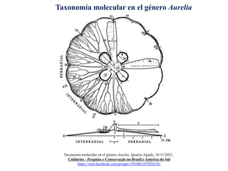 Taxonomía molecular en el género Aurelia
Taxonomía molecular en el género Aurelia, Ignacio Agudo, 16/11/2021,
Cnidários - Pesquisa e Conservação no Brasil e América do Sul
https://web.facebook.com/groups/1391001107824116/
 