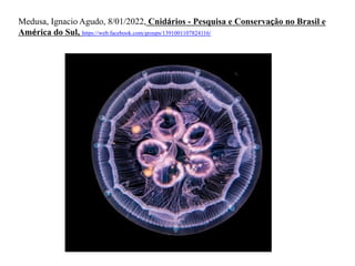 Medusa, Ignacio Agudo, 8/01/2022, Cnidários - Pesquisa e Conservação no Brasil e
América do Sul, https://web.facebook.com/groups/1391001107824116/
 