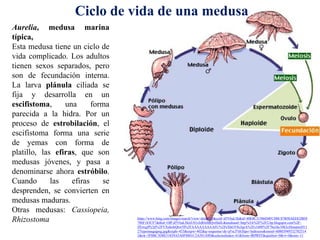 https://www.bing.com/images/search?view=detailV2&ccid=d5V6aL5k&id=40E0C31506D4FCD0C87B50AEEE2BE8
786F183CF7&thid=OIP.d5V6aL5klzU01rJzBA4BQwHaH-&mediaurl=http%3A%2F%2F2.bp.blogspot.com%2F-
ZEiwgJPy3jI%2FVXuhohQ6w5I%2FAAAAAAAAAEU%2FeXhGV8cJqeA%2Fs1600%2F7ba3dc34b2cfilenameD11
27typeimagejpeg.jpg&exph=433&expw=402&q=esquema+de+p%c3%b3lipo+hidrozoo&simid=60803949532702514
2&ck=3F0BC3D8E31829A5A0F8801C2A581A9D&selectedindex=61&form=IRPRST&ajaxhist=0&vt=0&sim=11
Ciclo de vida de una medusa
Aurelia, medusa marina
típica,
Esta medusa tiene un ciclo de
vida complicado. Los adultos
tienen sexos separados, pero
son de fecundación interna.
La larva plánula ciliada se
fija y desarrolla en un
escifistoma, una forma
parecida a la hidra. Por un
proceso de estrobilación, el
escifistoma forma una serie
de yemas con forma de
platillo, las efiras, que son
medusas jóvenes, y pasa a
denominarse ahora estróbilo.
Cuando las efiras se
desprenden, se convierten en
medusas maduras.
Otras medusas: Cassiopeia,
Rhizostoma
 