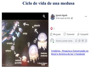 Cnidários - Pesquisa e Conservação no
Brasil e América do Sul | Facebook
Ciclo de vida de una medusa
 