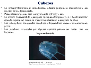 • La forma predominante es la medusoide, la forma polipoide es inconspicua y , en
muchos casos, desconocida.
• Puede alcanzar 25 cm, pero la mayoría está entre 2 y 3 cm.
• La sección transversal de la campana es casi cuadrangular, y en el borde umbrelar
de cada esquina del cuadra se encuentra un tentácuo lo un grupo de ellos.
• Las cubomedusas son grandes nadadoras y depredadoras voraces, se alimentan de
peces.
• Las picaduras producidas por algunas especies pueden ser fatales para los
humanos.
Cubozoa
By Seascapeza - Own work, CC BY-SA 3.0,
https://commons.wikimedia.org/w/index.php?curid=27600630
Carybdea branchi
 