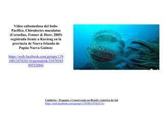 Cnidários - Pesquisa e Conservação no Brasil e América do Sul
https://web.facebook.com/groups/1391001107824116/
Vídeo cubomedusa del Indo-
Pacífico, Chirodectes maculatus
(Cornelius, Fenner & Hore, 2005)
registrada frente a Kavieng en la
provincia de Nueva Irlanda de
Papúa Nueva Guinea:
https://web.facebook.com/groups/139
1001107824116/permalink/31070545
89552084/
 