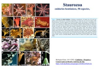 Staurozoa
cnidarios bentónicos, 50 especies,
Biological Seas, 18/11/2021, Cnidários - Pesquisa e
Conservação no Brasil e América do Sul,
https://web.facebook.com/groups/1391001107824116/
 