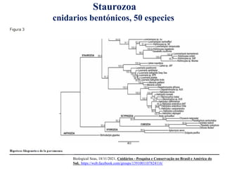 Staurozoa
cnidarios bentónicos, 50 especies
Biological Seas, 18/11/2021, Cnidários - Pesquisa e Conservação no Brasil e América do
Sul, https://web.facebook.com/groups/1391001107824116/
 