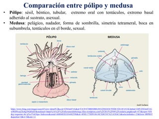 https://www.bing.com/images/search?view=detailV2&ccid=ENOmS7vG&id=FA7F475BB5DBE285229EE83E795DC52E33F1F2AC&thid=OIP.ENOmS7vG
wWRWouZXs8g3NQHaEF&mediaurl=https%3A%2F%2Fallyouneedisbiology.files.wordpress.com%2F2015%2F04%2Fcnidario.png&exph=473&expw=856
&q=esquema+de+p%c3%b3lipo+hidrozoo&simid=608048501836482590&ck=4F8E1770D910614C5D83347A21A5E6CA&selectedindex=23&form=IRPRST
&ajaxhist=0&vt=0&sim=11
Comparación entre pólipo y medusa
• Pólipo: sésil, béntico, tubular, extremo oral con tentáculos, extremo basal
adherido al sustrato, asexual.
• Medusa: pelágico, nadador, forma de sombrilla, simetría tetrameral, boca en
subumbrela, tentáculos en el borde, sexual.
 