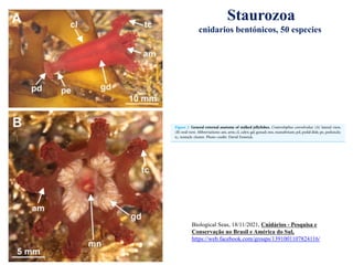 Staurozoa
cnidarios bentónicos, 50 especies
Biological Seas, 18/11/2021, Cnidários - Pesquisa e
Conservação no Brasil e América do Sul,
https://web.facebook.com/groups/1391001107824116/
 