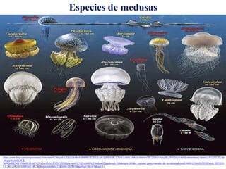 https://www.bing.com/images/search?view=detailV2&ccid=UXSv518A&id=90896F107B1CEA8CF4DE41BC12BAFAA6912A4CA1&thid=OIP.UXSv518AqJBLjtPoVSZyVwHaEo&mediaurl=https%3A%2F%2F2.bp
.blogspot.com%2F-R-
GeN2iefBE%2FVMaBU1IUrdI%2FAAAAAAAAAZU%2F0fhj6cmmFFU%2Fs1600%2Fmedusa22.jpg&exph=500&expw=800&q=cavidad+gastrovascular+de+la+medusa&simid=608013566636393245&ck=EE91651
F1CB6F2DCD6D10BFB3F74C7BF&selectedindex=77&form=IRPRST&ajaxhist=0&vt=0&sim=11
Especies de medusas
 