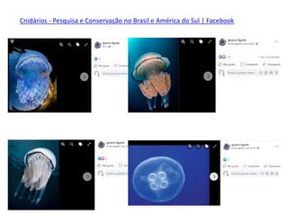 Cnidários - Pesquisa e Conservação no Brasil e América do Sul | Facebook
 