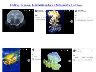 Cnidários - Pesquisa e Conservação no Brasil e América do Sul | Facebook
 