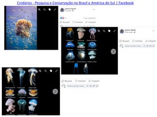 Cnidários - Pesquisa e Conservação no Brasil e América do Sul | Facebook
 