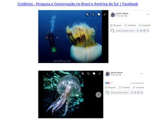 Cnidários - Pesquisa e Conservação no Brasil e América do Sul | Facebook
 