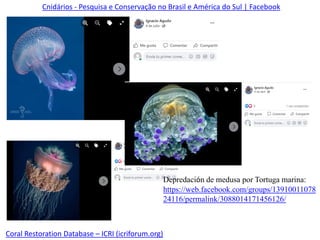 Coral Restoration Database – ICRI (icriforum.org)
Cnidários - Pesquisa e Conservação no Brasil e América do Sul | Facebook
Depredación de medusa por Tortuga marina:
https://web.facebook.com/groups/13910011078
24116/permalink/3088014171456126/
 