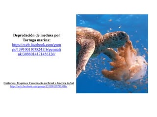 Depredación de medusa por
Tortuga marina:
https://web.facebook.com/grou
ps/1391001107824116/permali
nk/3088014171456126/
Cnidários - Pesquisa e Conservação no Brasil e América do Sul
https://web.facebook.com/groups/1391001107824116/
 