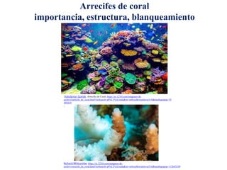 Arrecifes de coral
importancia, estructura, blanqueamiento
:Volodymyr Goinyk, Arrecifes de Coral, https://es.123rf.com/imagenes-de-
archivo/arrecife_de_coral.html?oriSearch=pl%C3%A1nula&sti=m4zxyhkwumlevar3v8|&mediapopup=35
304335
,
Richard Whitcombe, https://es.123rf.com/imagenes-de-
archivo/arrecife_de_coral.html?oriSearch=pl%C3%A1nula&sti=m4zxyhkwumlevar3v8|&mediapopup=112643330
 