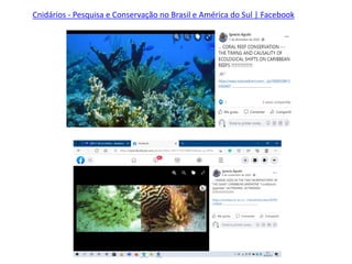 Cnidários - Pesquisa e Conservação no Brasil e América do Sul | Facebook
 