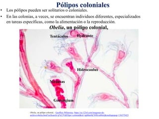 • Los pólipos pueden ser solitarios o coloniales.
• En las colonias, a veces, se encuentran individuos diferentes, especializados
en tareas específicas, como la alimentación o la reproducción.
Obelia, un pólipo colonial, : Geoffrey Whiteway, https://es.123rf.com/imagenes-de-
archivo/obelia.html?oriSearch=p%C3%B3lipo+colonial&sti=npbbnr6k7698vm86ei|&mediapopup=136375423
Tentáculos Hydrante
Medusas
Hidrocaulus
Gonangium
Pólipos coloniales
Obelia, un pólipo colonial,
 